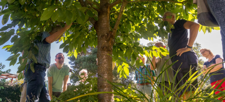 Obstbaumschnitt – auch dieses Jahr wieder ein Workshop