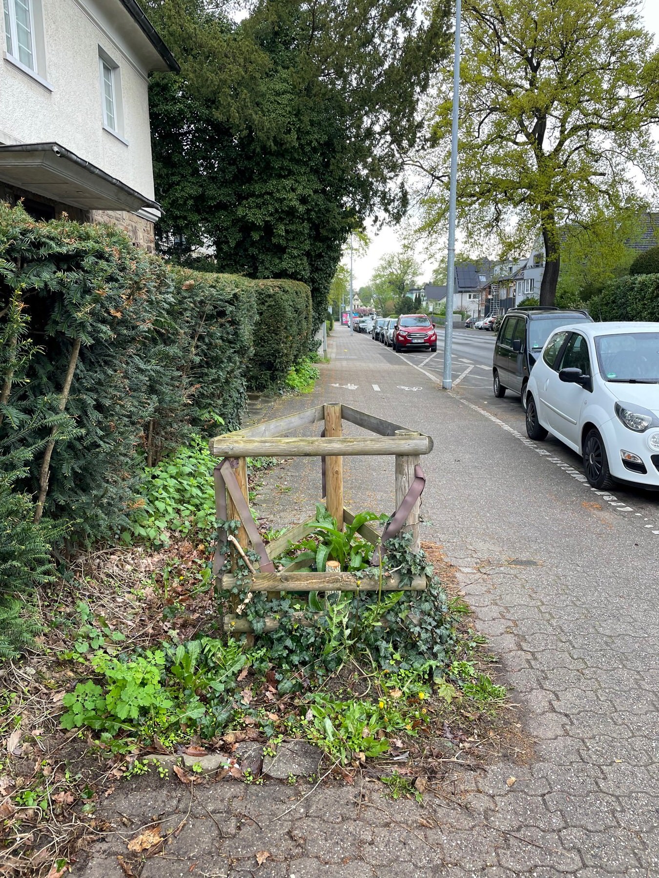 Eiche-Richard-Zanders-Strasse-56-1
