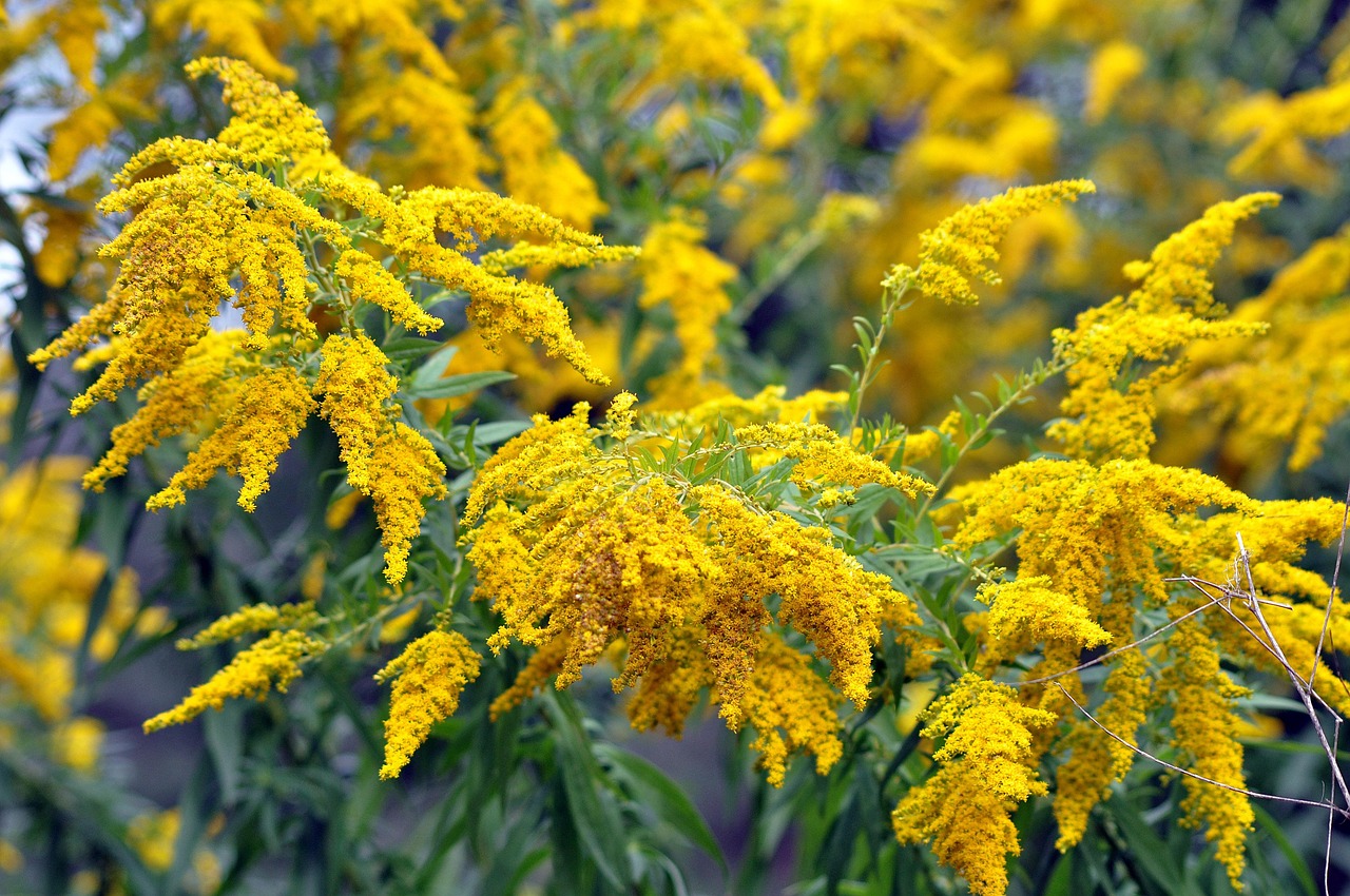 flowers-7459455_1280